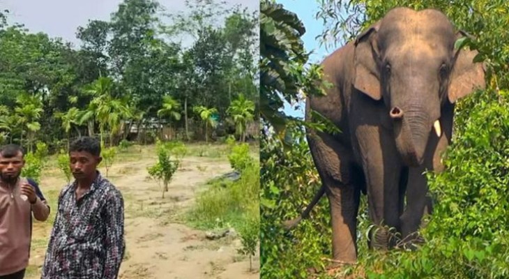 কক্সবাজারে রামুতে বন্যহাতির আক্রমণে প্রাণ গেল মা-মেয়ের